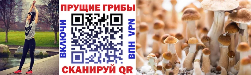 купить закладку  Валдай  Псилоцибиновые грибы Psilocybine cubensis 